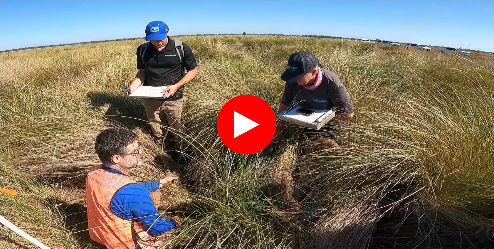 Scientist monitoring wetland site